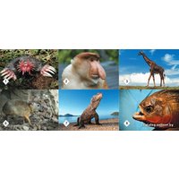 Настольная игра Нескучные игры Мемо - Удивительные животные