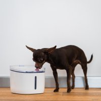 Поилка Petoneer Fresco Mini