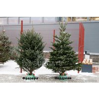 Ель HD Nordic Trees Фразера Датская Премиум (2-2.2 м, срезанная)