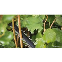 Кусторез + ножницы Bosch Advanced Shear 18V-10 0600857001 (без АКБ)