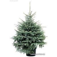 Ель Danske Planter Голубая Датская (0.8-1.0 м, в кадке)