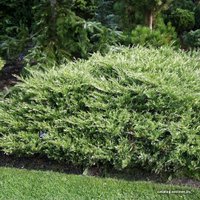  Новатор Сад Можжевельник Andorra Variegata (Андорра Вариегата) [1102]