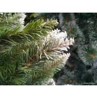 Ель GreenTerra канадская с белыми кончиками 2.2 метра