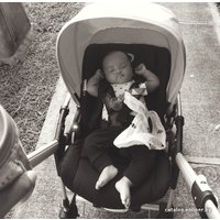 Универсальная коляска Bugaboo Bee 3
