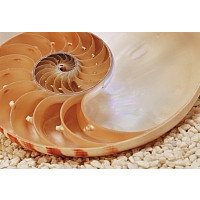 Фотообои Komar Nautilus 1-601 (184x127)