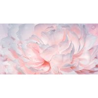 Фотообои Mio Tesoro Цветы и Растения 40 (500x260)