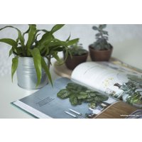 Книга издательства МИФ. Urban Jungle. Как создать уютный интерьер с помощью растений