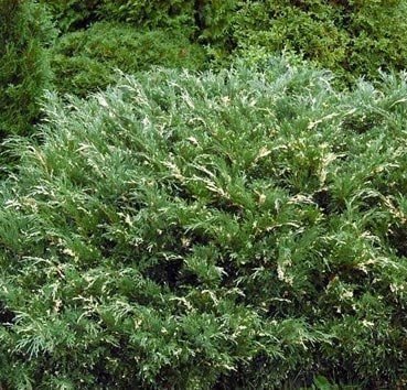 

Красный клен Можжевельник казацкий Variegata (15-20 см)