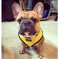 Шлейка-жилетка Puppia Soft Vest PAHA-AH305-YE-XL (желтый)