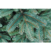 Ель Бифорес Венера микс 1.95 м (голубой)