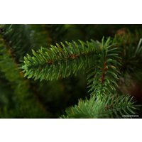 Ель GreenTerra Аляска (светлая) 2.2 м