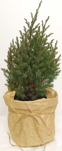 Ogorodik Stricta 20-30 см