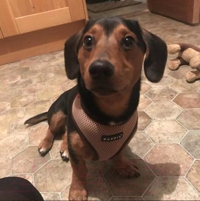 

Шлейка-жилетка Puppia Soft Vest PAHA-AH305-BR-S (коричневый)