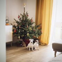 Ель HD Nordic Trees Nordmann Датская Премиум (1.2-1.4 м, в горшке)