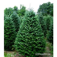 Пихта Nordictrees Пихта Нордмана Premium Extra 3 - 3.5 м