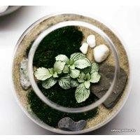 Флорариум Home Garden Маленький Шар