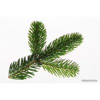 Пихта Danske Planter Нордмана Датская (0.6-0.8 м, в кадке)