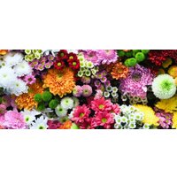 Фотообои ФабрикаФресок Цветочная Оранжерея 1016270 (600x270)