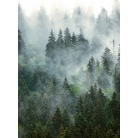 Фотообои Vimala Зеленый лес 270x200 в Барановичах