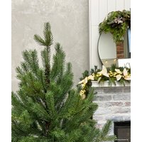 Ель Albero Di Natale Berta 1.5 м