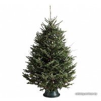Ель HD Nordic Trees Фразера Датская Премиум (2.2-2.5 м, срезанная)
