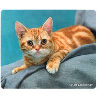 Коврик для мыши Defender Silk (50706)