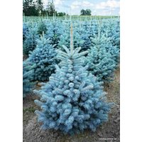 Ель Danske Planter Голубая Датская (2.0-2.5 м, срезанная)