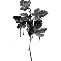 Книга издательства Like book. Когда король падет (Нихофф Мари)