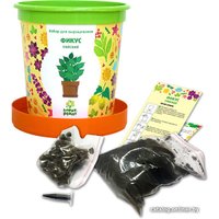 Набор для опытов Happy plant Фикус райский hpn-12 в Могилеве