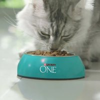 Сухой корм для кошек Purina ONE для домашних с индейкой и цельными злаками 1.5 кг в Бресте