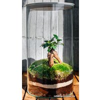 Флорариум Home Garden Цилиндр Фикус Гинсенг