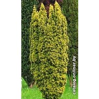  Интивиторг Тис ягодный Fastigiata Aurea (Taxus baccata) P9