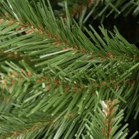 Ель GrandSiti Сверк дикий 1.8 м