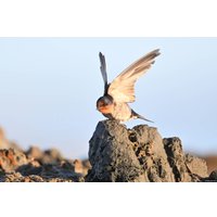 Объектив Nikon NIKKOR Z 800mm f/6.3 VR S