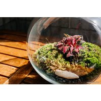 Флорариум Home Garden Маленький Шар