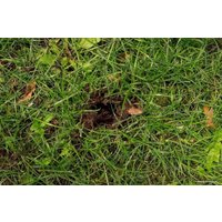 Корнеудалитель Tornadica TOR-32SOR