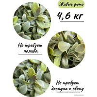 Искусственное растение Merry Bear Home Decor Самшит спиралевидный KM5312