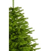 Ель Erbis Swierk PE Gesty Lux 180