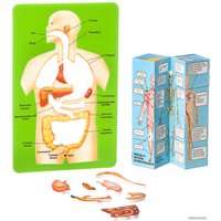 Набор для опытов Bondibon Науки с Буки Познавательная анатомия ВВ1836