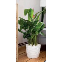 Кашпо Form-Plastic Sahara 3091-011 (белый)