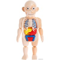 Набор для опытов Эврики Мое удивительное тело 5483302