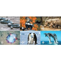 Настольная игра Нескучные игры Мемо - Удивительные животные