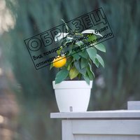 Вазон Santino Asti AST120SHD/WHT (шаде/белый)