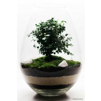 Флорариум Home Garden Капля с Миртом
