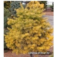 Интивиторг Пихта Winter Gold (Abies concolor) C5