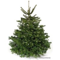 Ель HD Nordic Trees Nordmann Датская Премиум (1-1.2 м, срезанная)