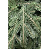 Ель Holiday Trees Каролина 2.3 м