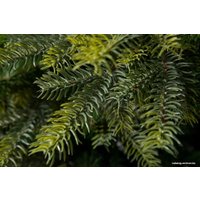 Ель GreenTerra Кашемир 1.8 м