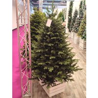 Ель GreenTerra Мариэль 2.4 м