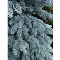 Ель Смерека-Плюс Премиум голубая СМ-22ПГ 2.2 м